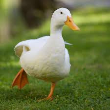 Walking Duck