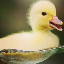 Baby Duck